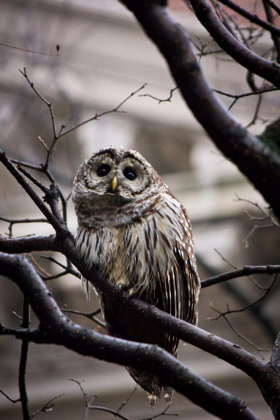 An owl makes a rare appearance outside of Widener Library on December 19. Students and tourists alike stopped in the Yard to record the sighting.