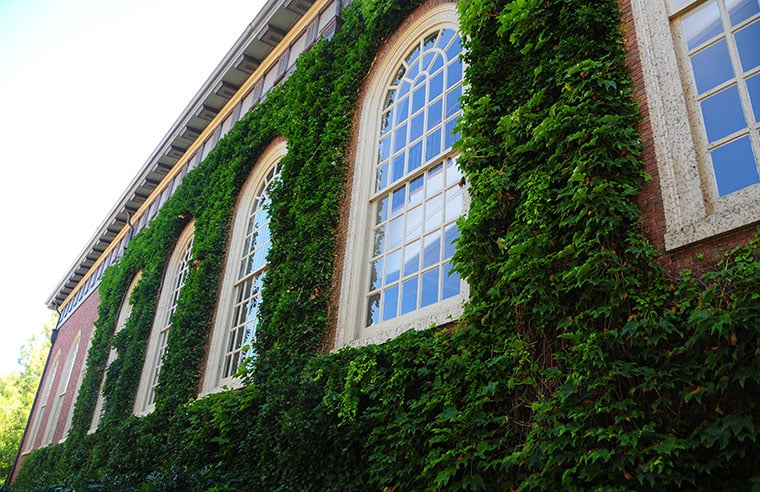 Ivy grows on Harvard's Memorial Church on a warm August day.
