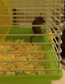 Cover image for Illegal Pets: Dillan the Field Mouse