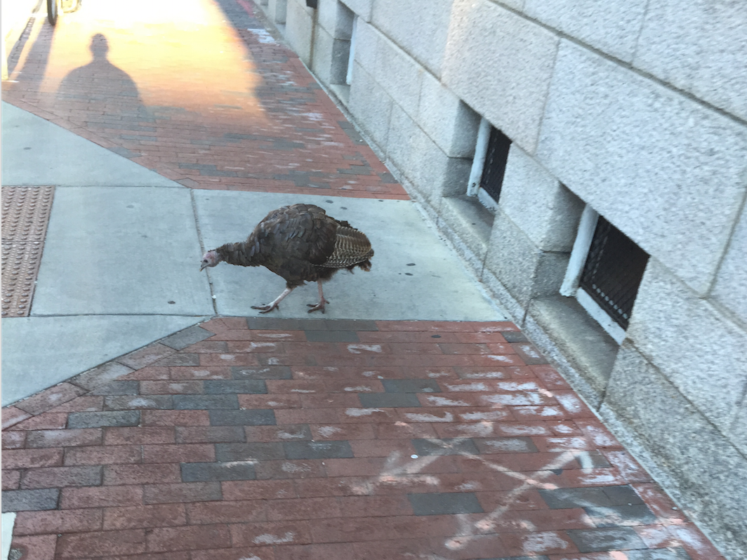 Spotted: turkey on Plympton Street. 