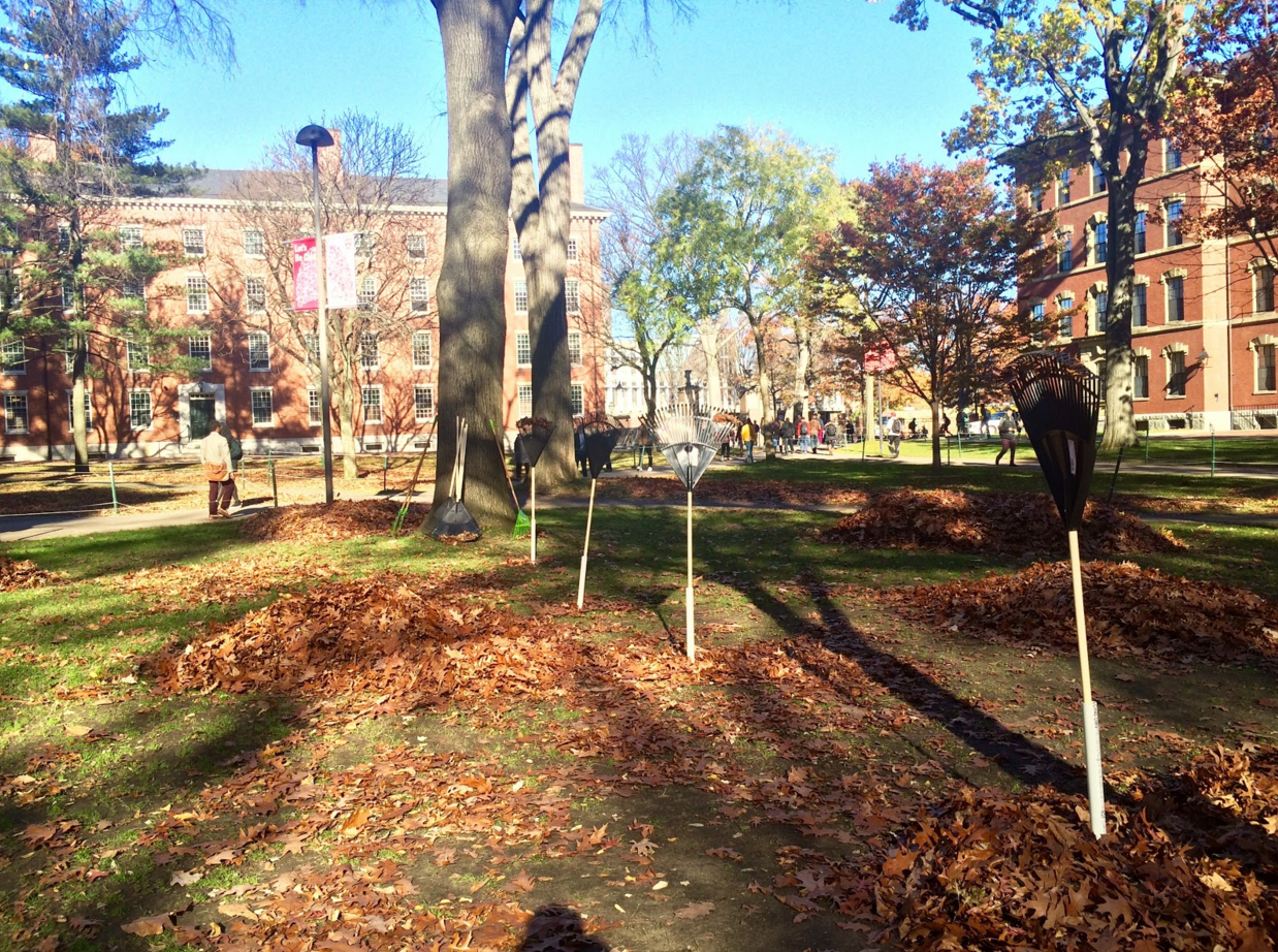 Rakes are surprisingly hard to photograph in direct sunlight. But hey, #harvardinautumn?