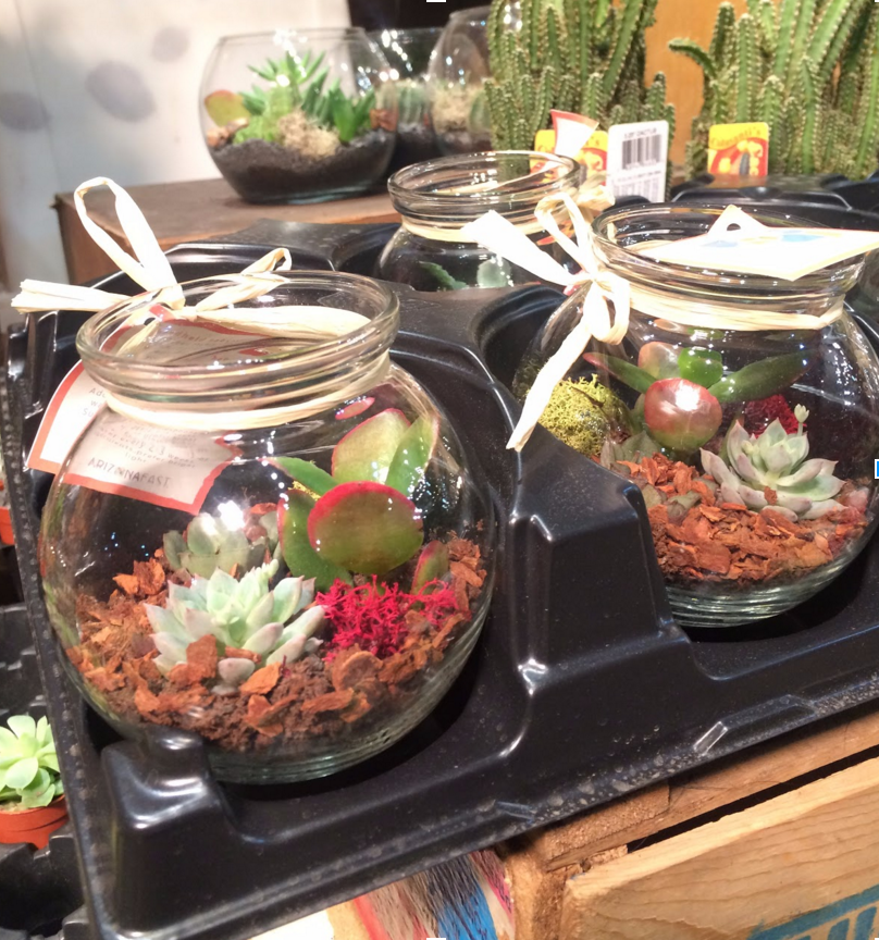 A cute terrarium for your plant-loving friend at Brattle Square Florist. 