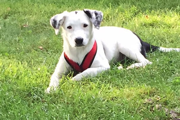 The presidential puppy.