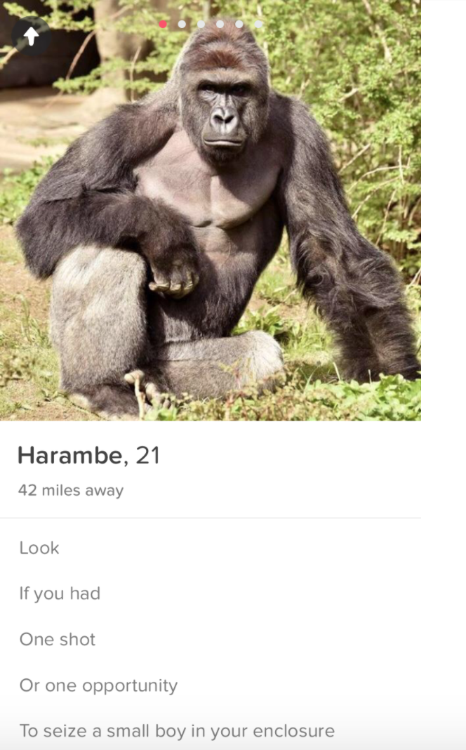 Take a shot on Harambe (RIP)