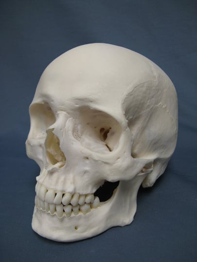 A skull.
