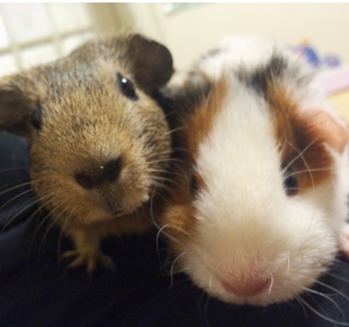Who wouldn't want to protect these cuties?