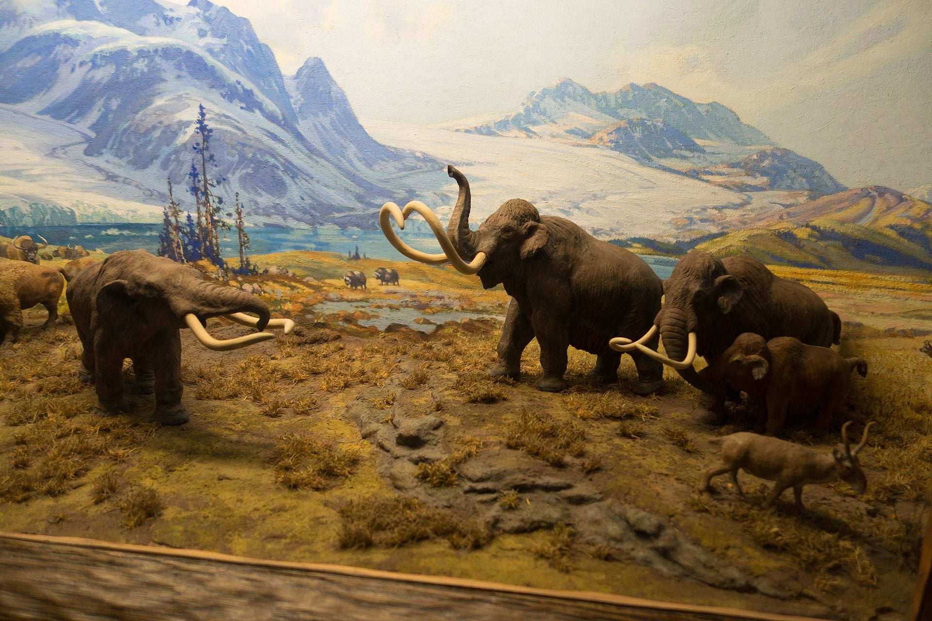 Some mammoths.