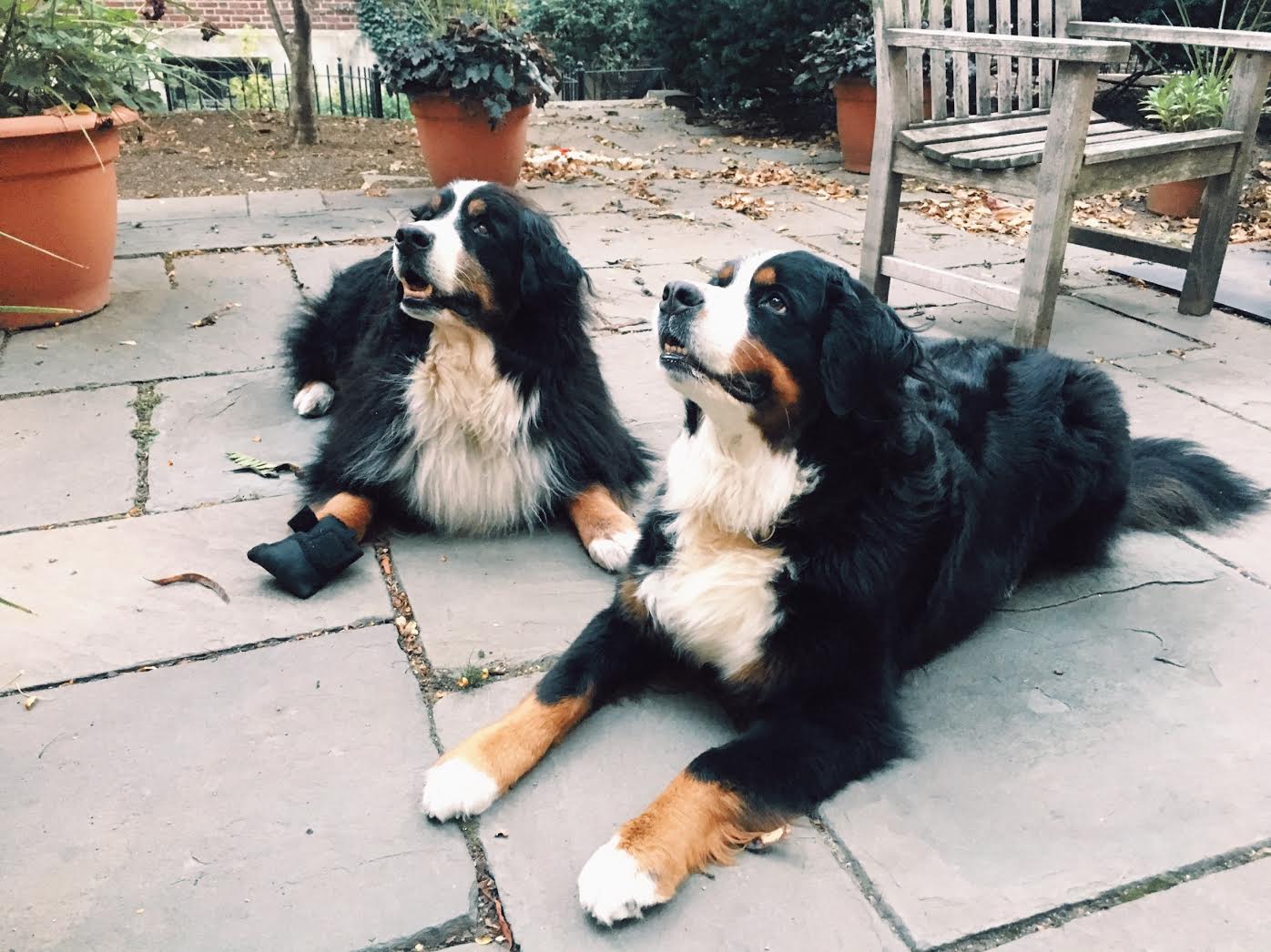 Max (left) and Bella (right).