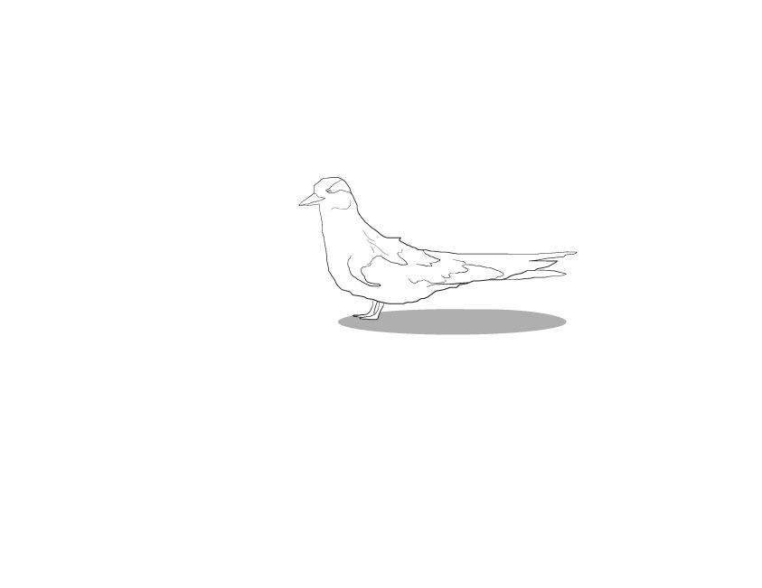 Once a tern was caught, I’d come out of hiding and reach my hand into the trap, gently gripping the fluttering bird and slipping it into a cloth bag.