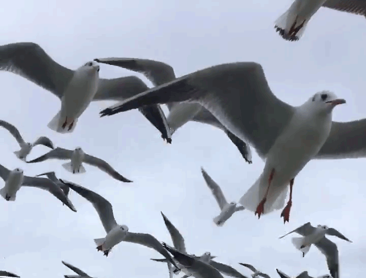 Seagulls flying over the Bosporus in Istanbul, Turkey.