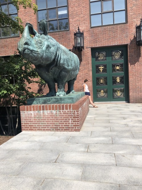 It's a Rhino!