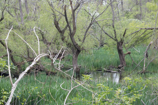 Where Muddy Pond once sat is now a shallow wetland filled with granite blocks.