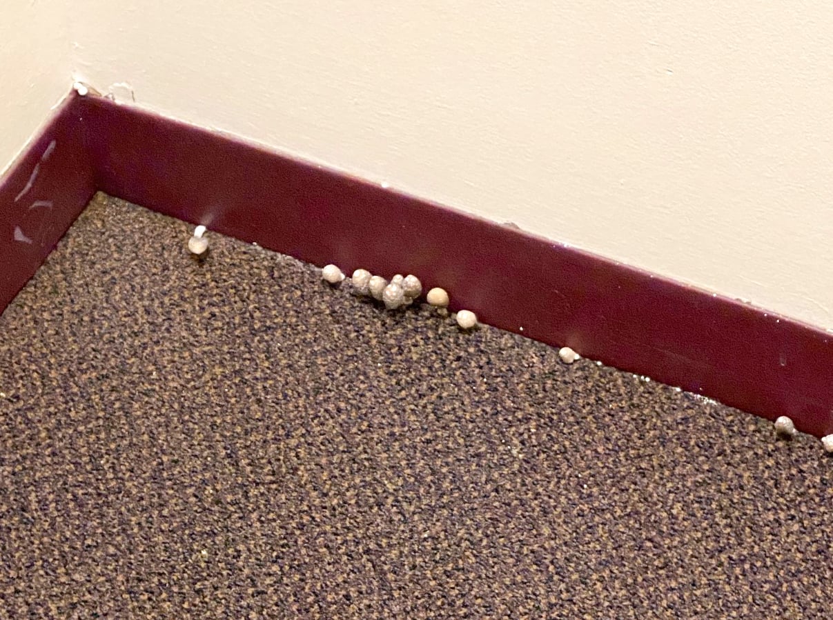 Desiree A. Rickett ’24, who lives in Mather’s low-rise building, said she and her roommates discovered mushrooms growing in their carpeted common room at the start of the semester.