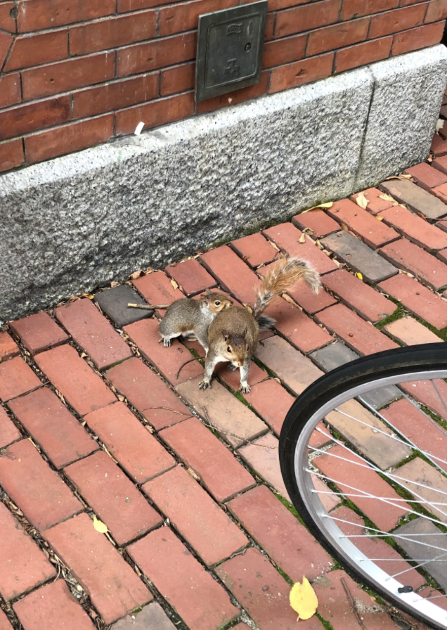 The roundhouse-kicked squirrel and its slightly apologetic attacker.