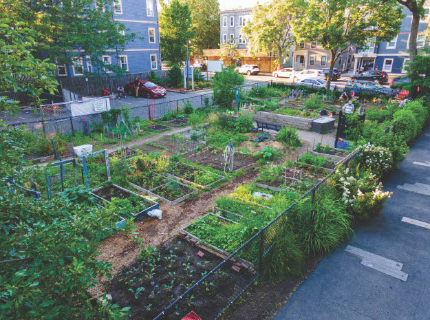 The Squirrel Brand Community Garden is one of 14 community gardens in Cambridge, and was featured in "Cambridge Community Gardens Today", a recent publication by the Cambridge Plant and Garden Club Committee of Garden History and Design.