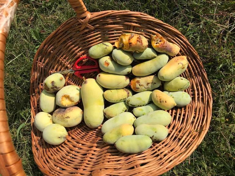 Theodore B. Ruegsegger is on a mission to restore the pawpaw in New England.