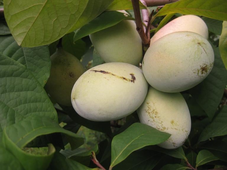 Pawpaws have grown in North America for around 56 million years, but recently, they've been in high demand and short supply.