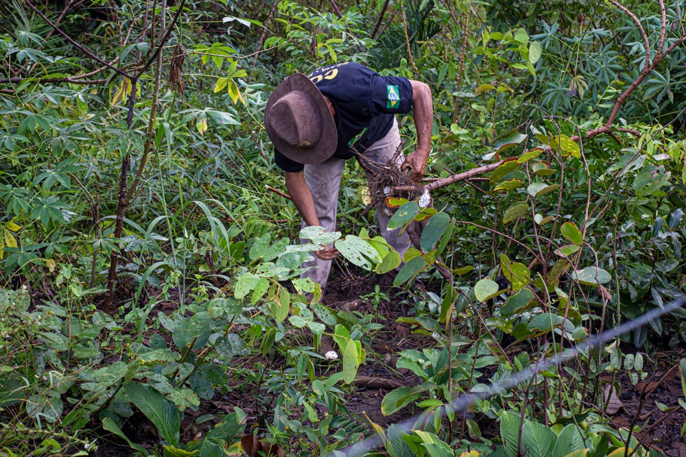 Pereira Mendes examines a plant. He was forced to move by wealthy farmers. He and his village are waiting for their land title.