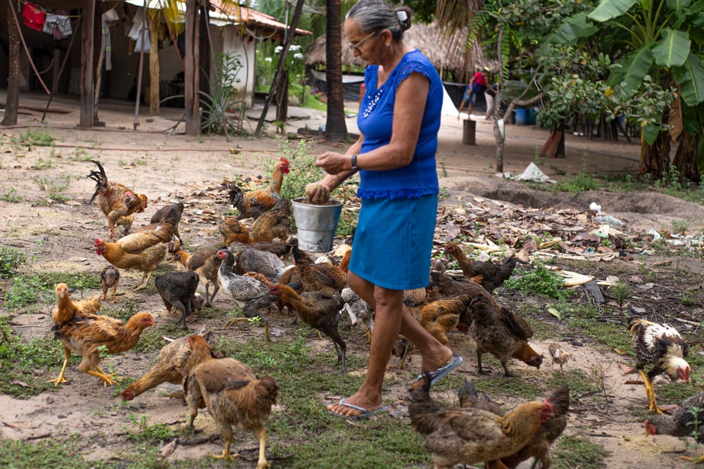 Pereira Mendes's wife feeds chickens.