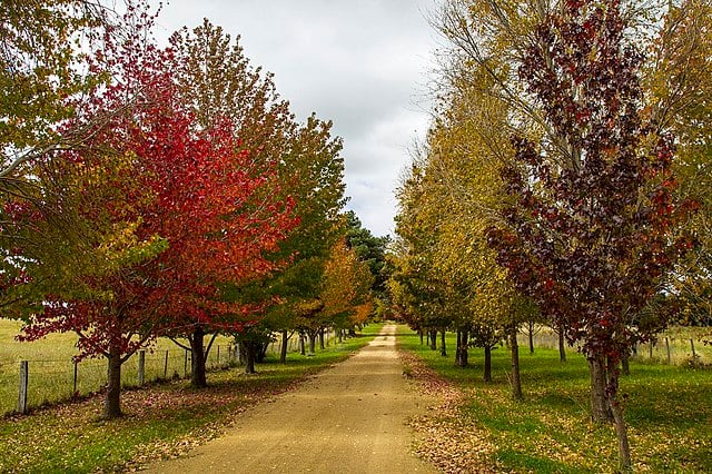Autumn foliage along a New England highway.