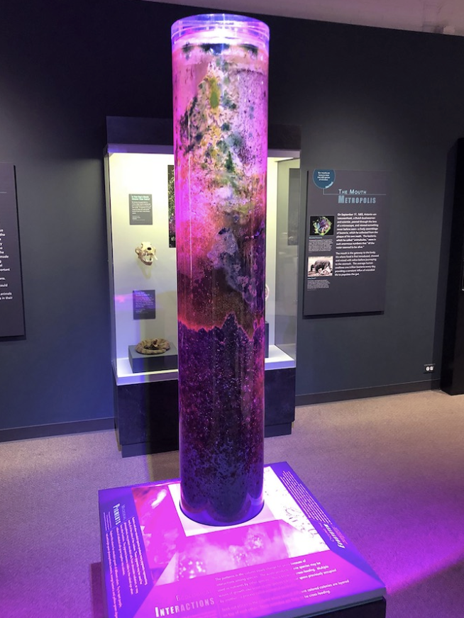 Winogradsky Column