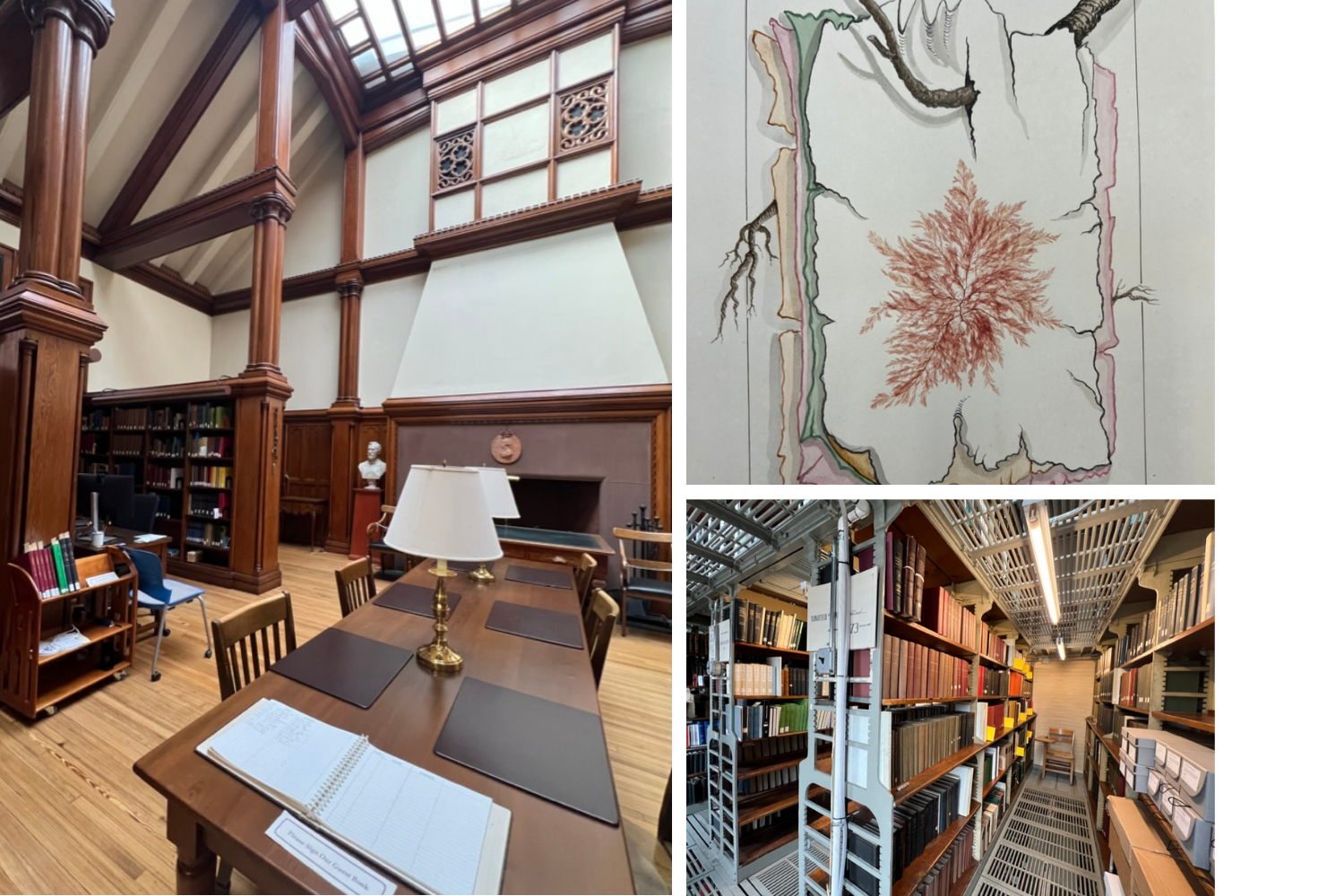 A peek into the Farlow Reading Room (left), photo from a book (top right), and the stacks housing the collection donated by Farlow (bottom right). 