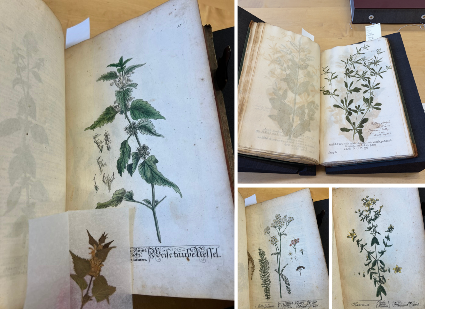 A nature print from Kniphof’s Botanica in Originali (top right) is seen with the impression of the plant that was printed on the opposite page. Compare that to a botanical illustration (left) by Elizabeth Blackwell published in the 18th century. Whether it be an illustration (bottom center) or a print from a living plant (bottom right), this was how people survived before Google. You can even see a snippet of a specimen someone in history left while looking at the drawing!
